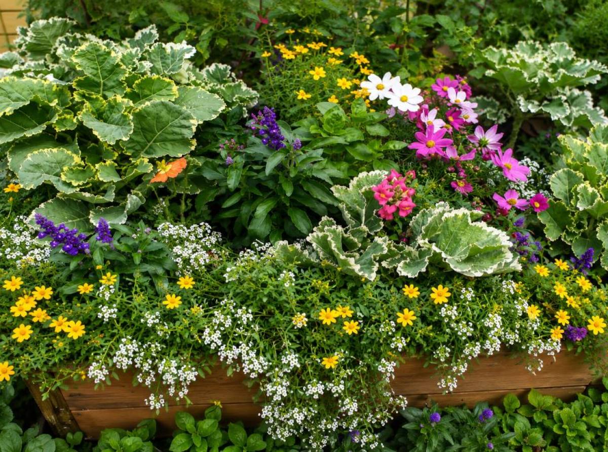 Solstizio d'estate: erbe, nocino e antichi riti. Quando botanica e gastronomia raccontano il giorno più lungo dell'anno